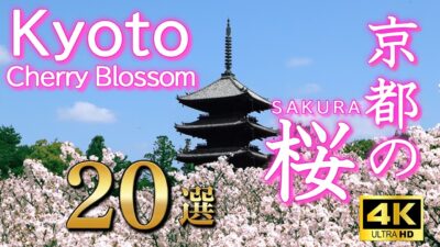 【京都の桜ランキング】BEST20　死ぬまでに一度は見たい景色