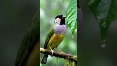 Cinematic Finch Sounds in 4K: Elevate Your Study with Nature ASMR