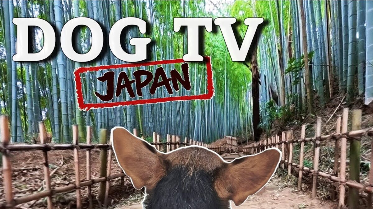 Dog POV Walking in Japan | Calm Bamboo Forest Walk 🐕🌿