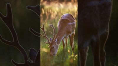 🦌 Elegant Deer Grazing in Golden Meadow | Peaceful Nature ASMR