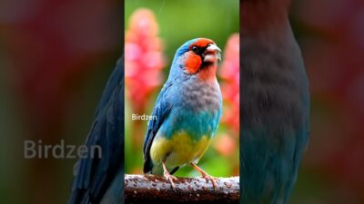Finch calls in 4K: nature’s ASMR for instant peace. #Shorts #FinchMoment #NatureSounds