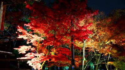 京都永観堂 紅葉 ライトアップ Kyoto,Kodaiji in Autumn leaves Cinematic  映像作品 シネマティック 4K