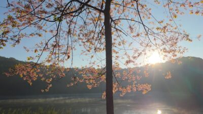 Morning Light on Tuyen Lam Lake – Living Nature ASMR