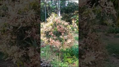 ছোট আম গাছে প্রচুর মুকুল! 🥭 Nature ASMR & Relaxing Music | Salil 001 #shorts #shortsfeed