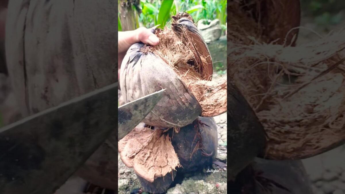 PEEL N’ CHOP OLD COCONUT,MY SKILLS OF PEELING #plants #satisfying #nature #asmr