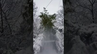 Satisfying Snow Falling from Bamboo | Winter Nature ASMR