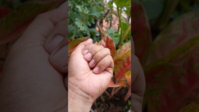 Take a look at what’s in there #insects #shortvideo