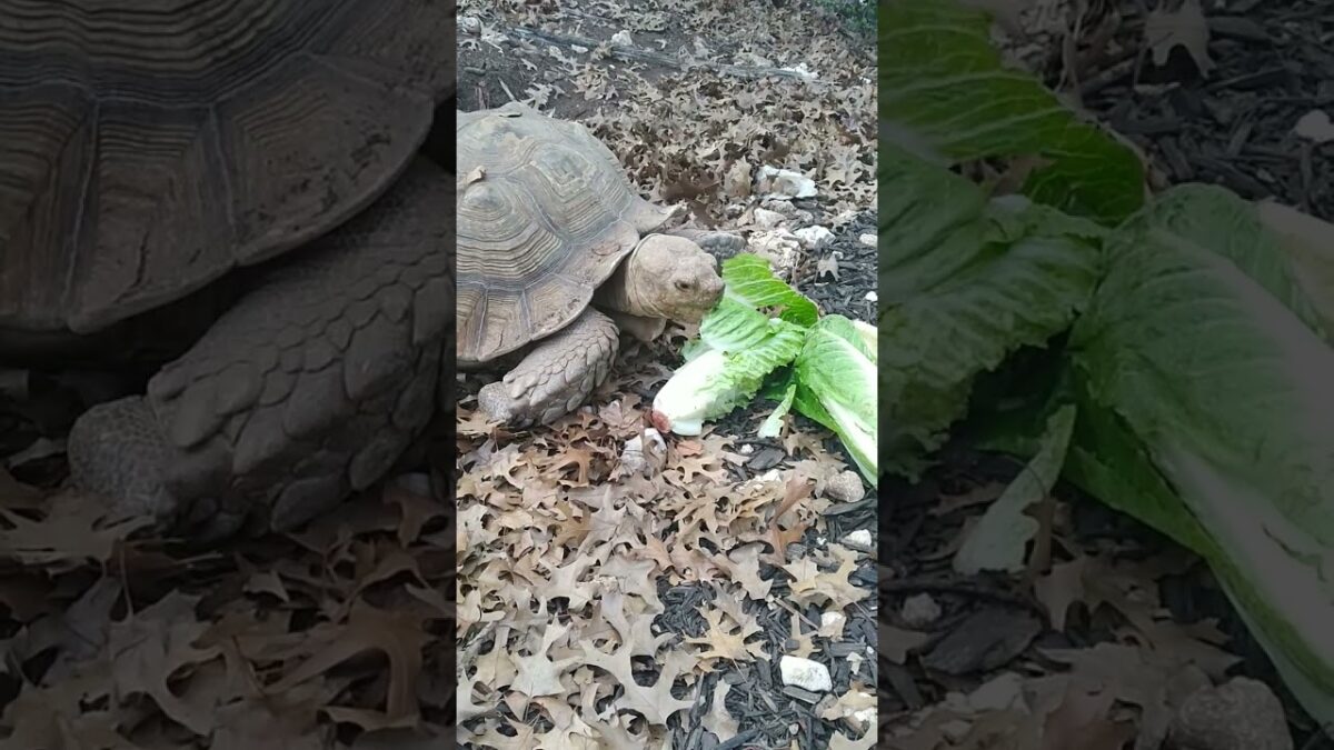 Tortoise eats lettuce #asmr #asmrsounds #asmrvideo #asmreating #tortoise #animals #nature #eating