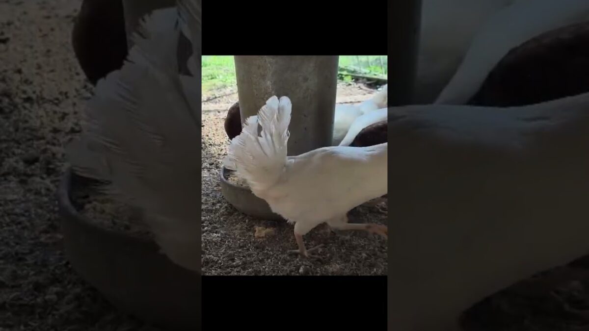 #asmr #asmrvideo#asmrsounds #trending tre#explore #nature #relaxing #اللهم_صل_وسلم_على_نبينا_محمد