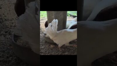 #asmr #asmrvideo#asmrsounds #trending tre#explore #nature #relaxing #اللهم_صل_وسلم_على_نبينا_محمد