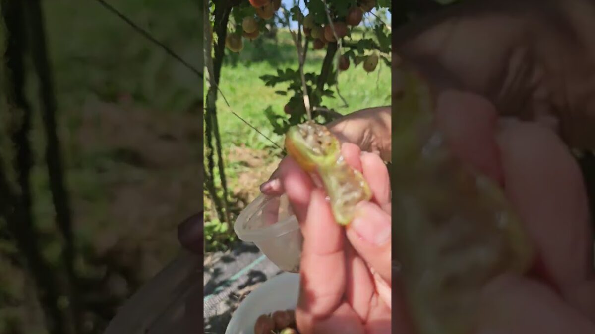 rare fruits gooseberries #viral #shortvideo #nature #asmr