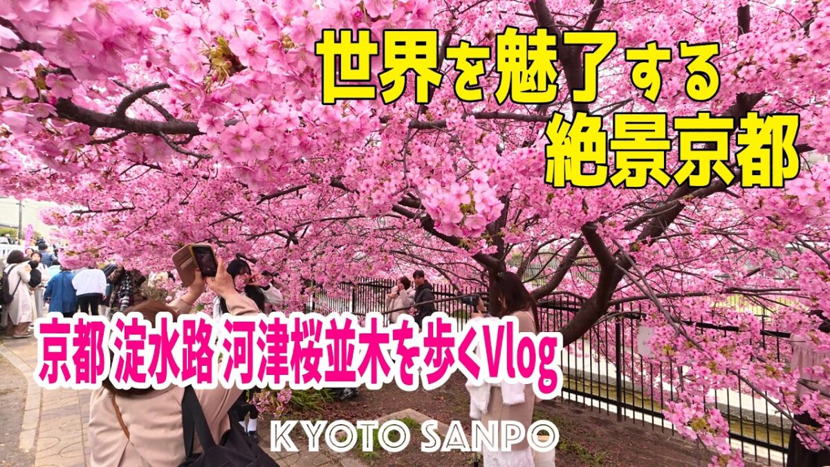 2026/3/6 (金) 🌸京都に春が近づく日🌸 春を先取り! 京都で一番早い桜並木を歩くVlog 世界中の人たちを魅了する濃いピンクの桜トンネル!! /春の京都/Kyoto walk [京都4K]