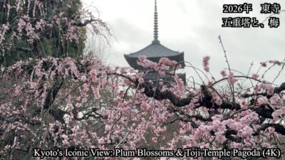 【東寺 2026】梅が見頃！五重塔と彩る京都の春を4K撮影