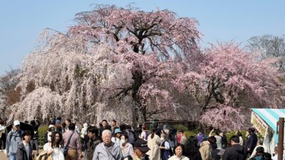 【4K 散歩】京都の桜🌸 2026｜祇園白川・八坂神社・円山公園｜👘 着物さんぽ Gion Sakura and Kimono Couples