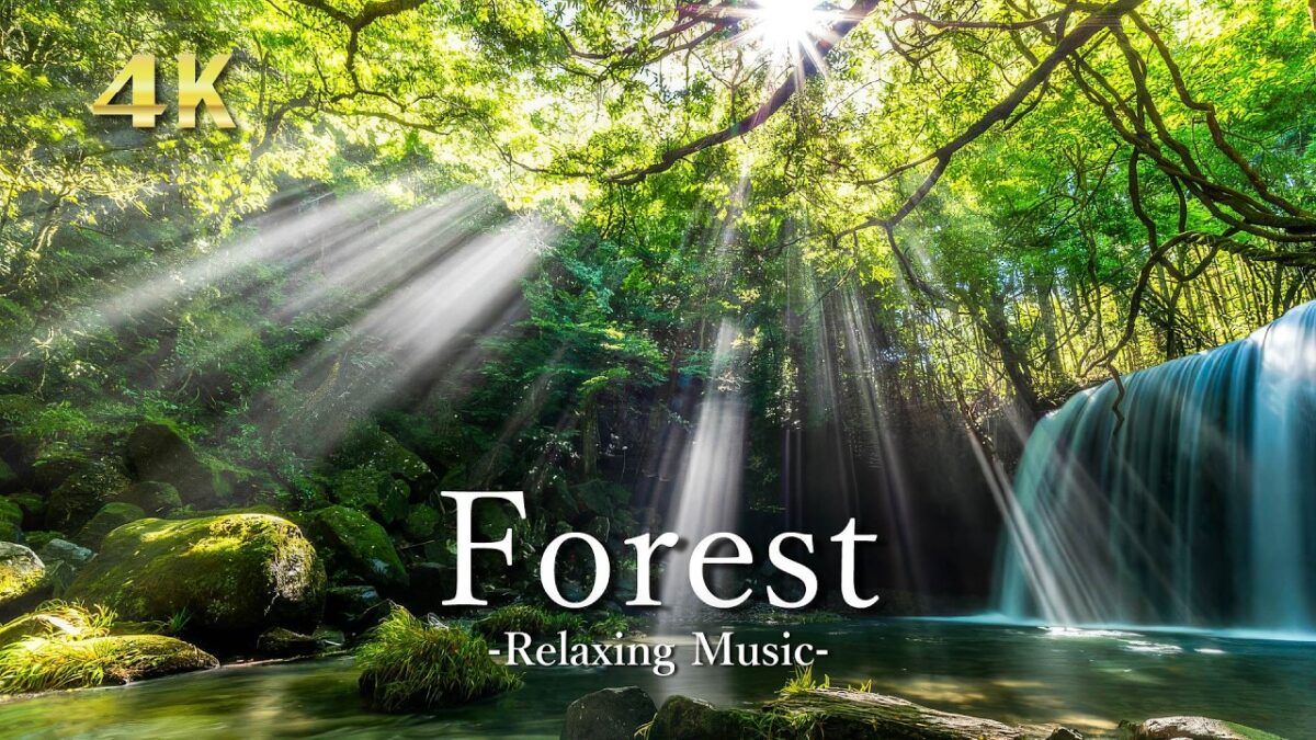 4K 森林浴 新緑の森【癒しBGM】深呼吸したくなる緑の絶景｜Relaxing Music