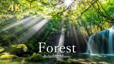 4K 森林浴 新緑の森【癒しBGM】深呼吸したくなる緑の絶景｜Relaxing Music