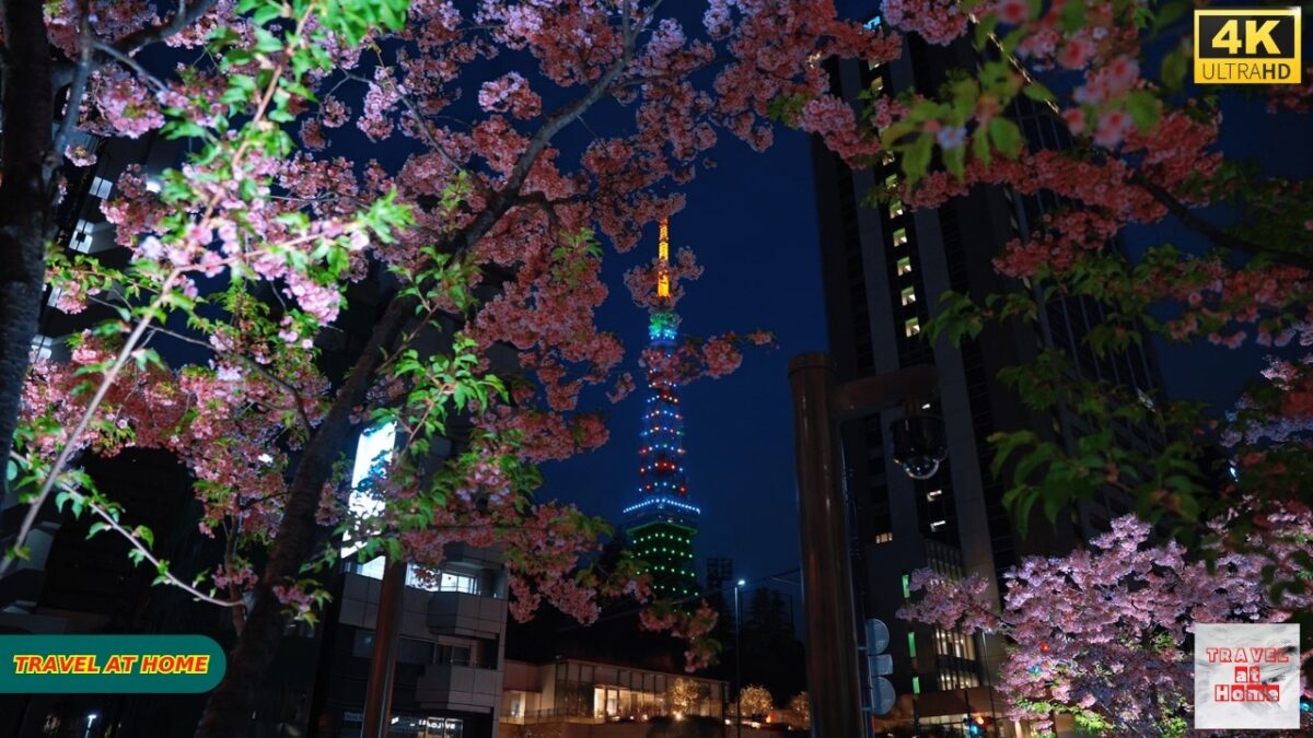 4K HDR Japan travel 2026 | Sakura Blossoms in Azabudai Hills （麻布台ヒルズ ）Tokyo | Japan Cherry Blossoms