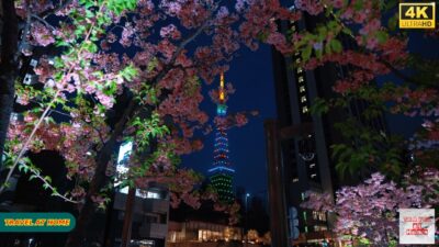 4K HDR Japan travel 2026 | Sakura Blossoms in Azabudai Hills （麻布台ヒルズ ）Tokyo | Japan Cherry Blossoms