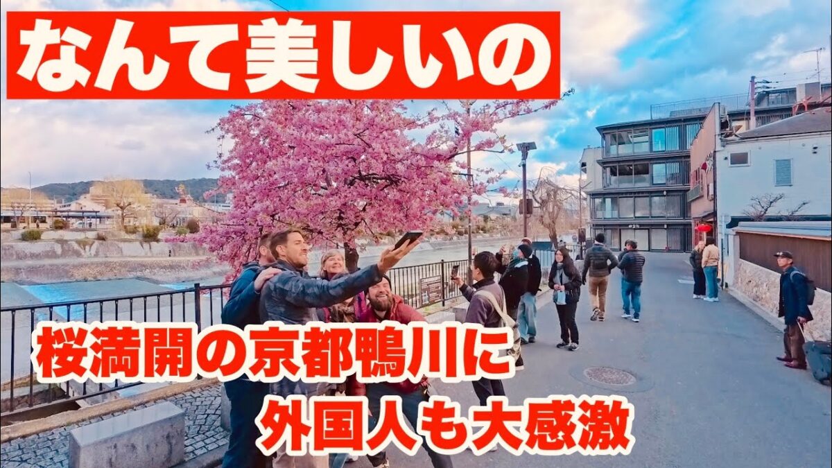 【4K】2026年3月4日（水）なんて美しいの！桜満開の京都鴨川に外国人も大感激！