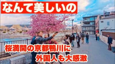 【4K】2026年3月4日（水）なんて美しいの！桜満開の京都鴨川に外国人も大感激！
