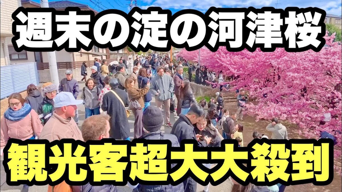 【4K】2026年3月8日（日）週末の京都淀の河津桜に観光客超大大殺到！