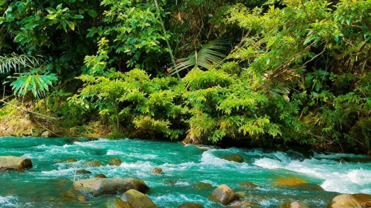 ASMR LIVE SLEEP NATURE, ASMR SOUND FOR DEEP SLEEP