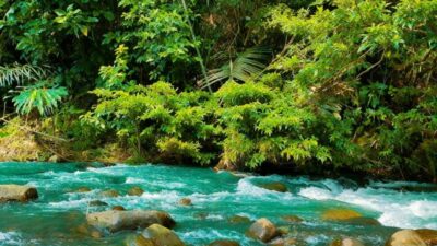 ASMR LIVE SLEEP NATURE, ASMR SOUND FOR DEEP SLEEP