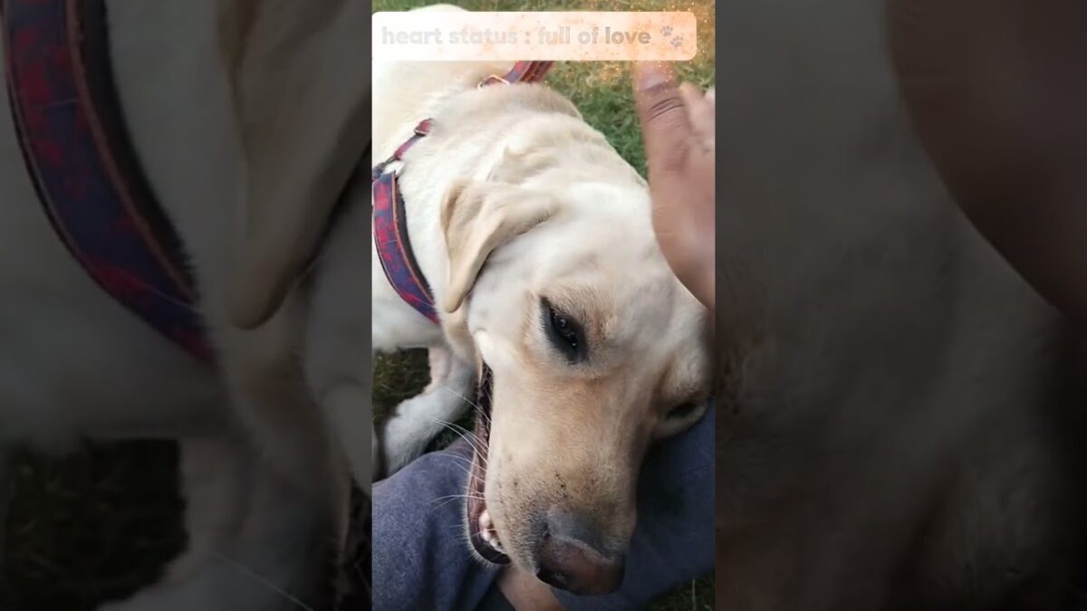 Doctor: “Let’s see what’s in his heart”❤️❤️|| Labrador Jonty||#viral #shorts #viralvideo #trending