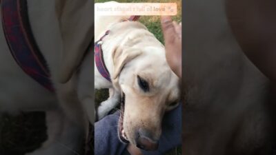 Doctor: “Let’s see what’s in his heart”❤️❤️|| Labrador Jonty||#viral #shorts #viralvideo #trending