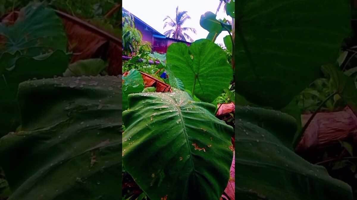 Hidden Giant Elephant Ear Leaf in the Rain! 🌿🌧️ Nature ASMR #shorts