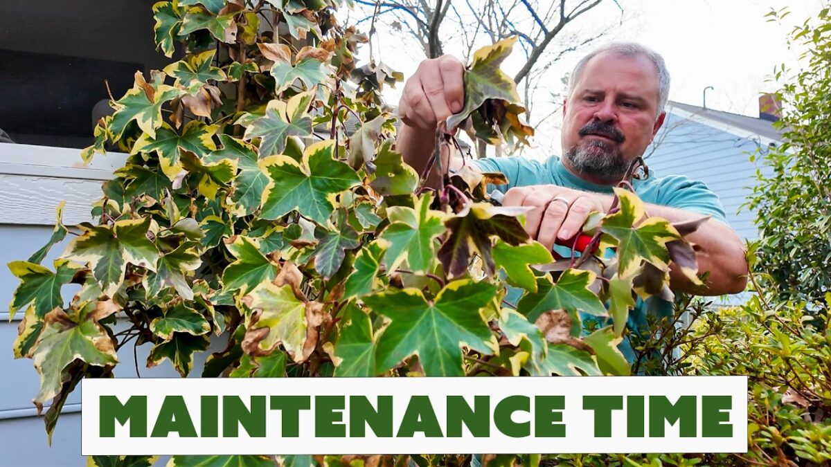 Jim’s Weekly Garden Game Plan – Staking Plants, What’s in Bloom, Pruning Windmill Palm