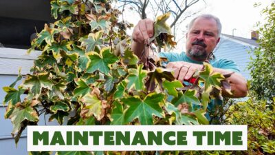 Jim’s Weekly Garden Game Plan – Staking Plants, What’s in Bloom, Pruning Windmill Palm