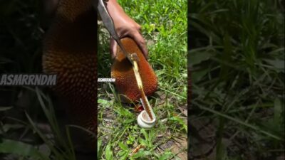 Making patterns on jackfruit #jackfruit #cuttingart #satisfying #asmr #nature #cuttingskills