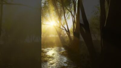 Morning Forest Bath（朝の森林浴）／朝露に包まれた森の中で、静かに深呼吸するような