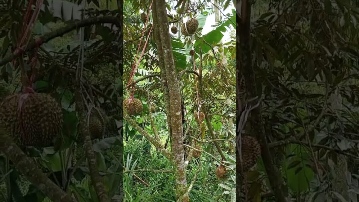 NATURAL PRUNING #farming #nature #asmr