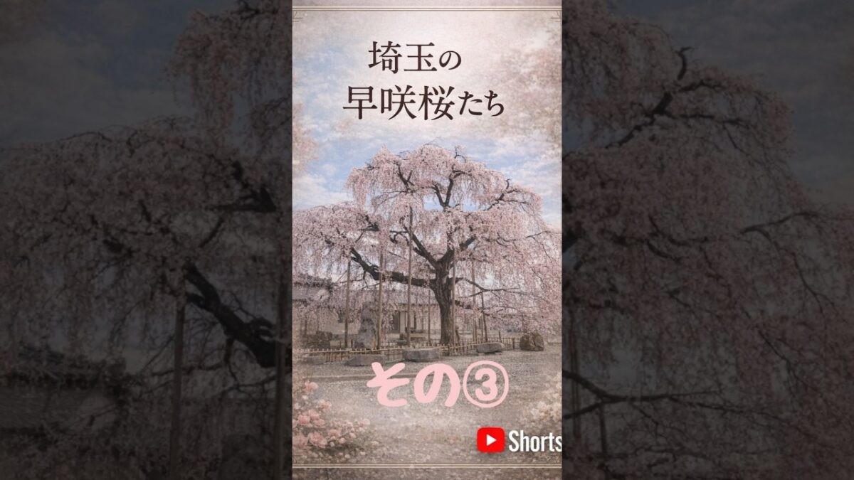 ネモフィラと桜の絶景とお花見カフェ｜東昌寺と分校カフェモザート埼玉・小川町Nemophila & Sakura + A Hidden Hanami Cafe | Ogawamachi, Saitama