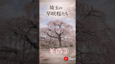 ネモフィラと桜の絶景とお花見カフェ｜東昌寺と分校カフェモザート埼玉・小川町Nemophila & Sakura + A Hidden Hanami Cafe | Ogawamachi, Saitama