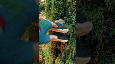 Polypore drums and moss #fungi #nature #asmr