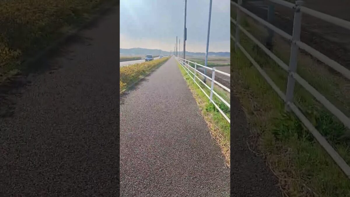 Sakura😀🇯🇵#japan#walking#shortsvideo