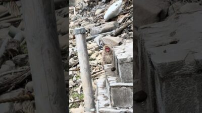 Steam, snow, and pure magic #nature #asmr #shortsviral