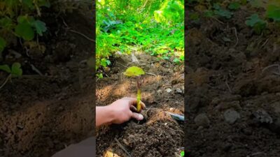 Taro Seedling Transplant: The Joy of Planting! 🪴⛏️ #farmoratv #nature #asmr