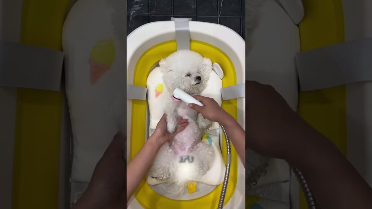 This Dog’s Morning Routine Will Melt Your Heart 🐶 #shorts