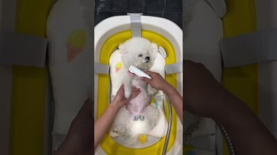 This Dog’s Morning Routine Will Melt Your Heart 🐶 #shorts