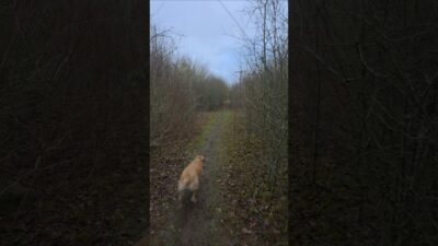 UK countryside labrador dog walk. Saturday Morning Spring hike. Nature ASMR