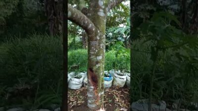 Y-shaped branches must be cut (PRUNING) #farming #nature #asmr