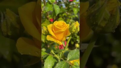 a day morning routine#padmaja#youtube shorts#shorts