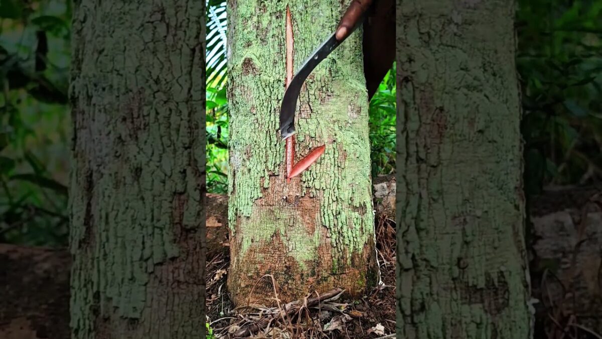 each incision oozes special sap harvesting #forest #nature #asmr #tree #sap #viralvideo