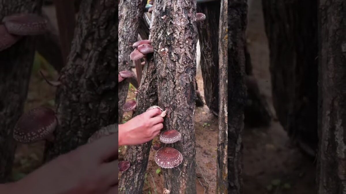 nature asmr satisfying #asmr #ihavethisthingwithplants #asmrsounds #farming #asmrvideo