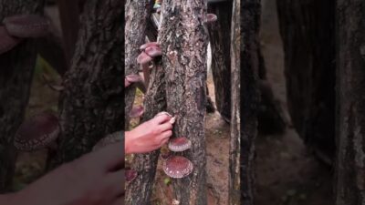 nature asmr satisfying #asmr #ihavethisthingwithplants #asmrsounds #farming #asmrvideo