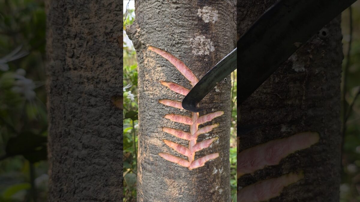 tree craft asmr sound😱 Ep-23 #shorts #asmr #nature #craft